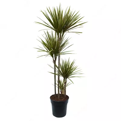 Драцена Маргината Карроусель