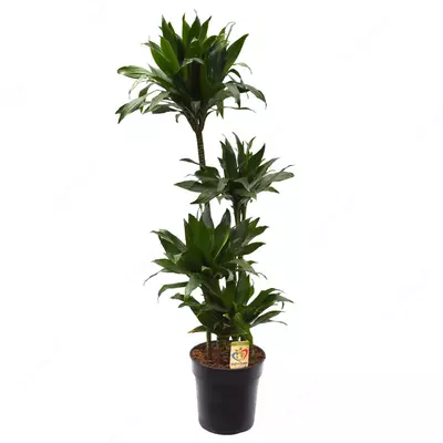 Драцена Компакта Жэйд Жевель