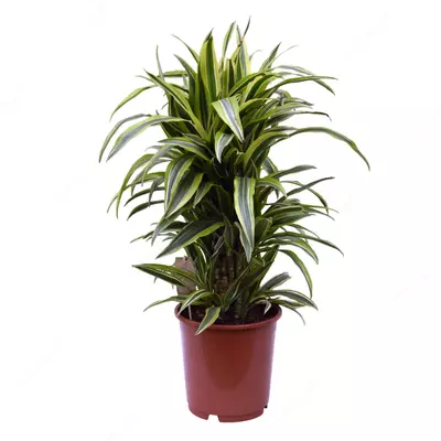 Драцена Фрагранс Лимон Лайм