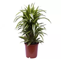 Драцена Фрагранс Лимон Лайм