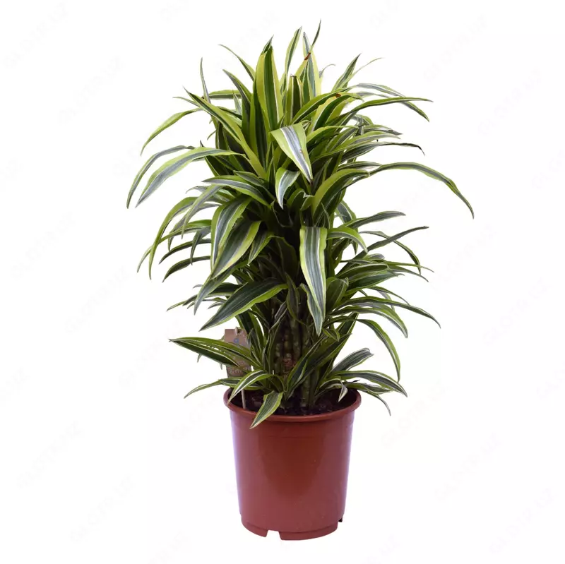 Драцена Фрагранс Лимон Лайм