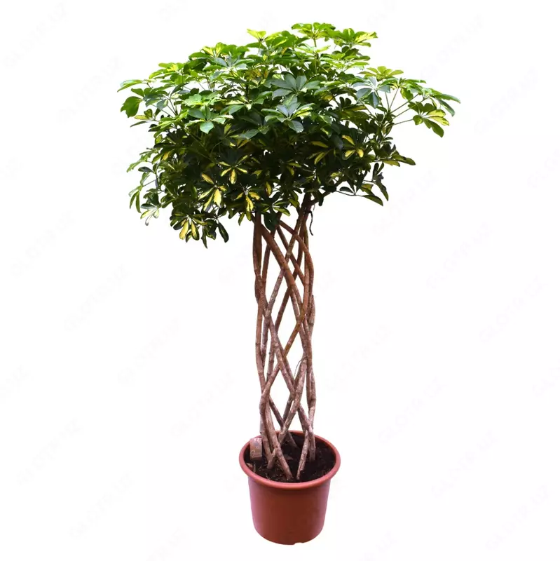 Schefflera arboricola 'Gold Capella' Braided