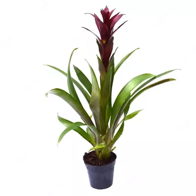 Гузмания Чик