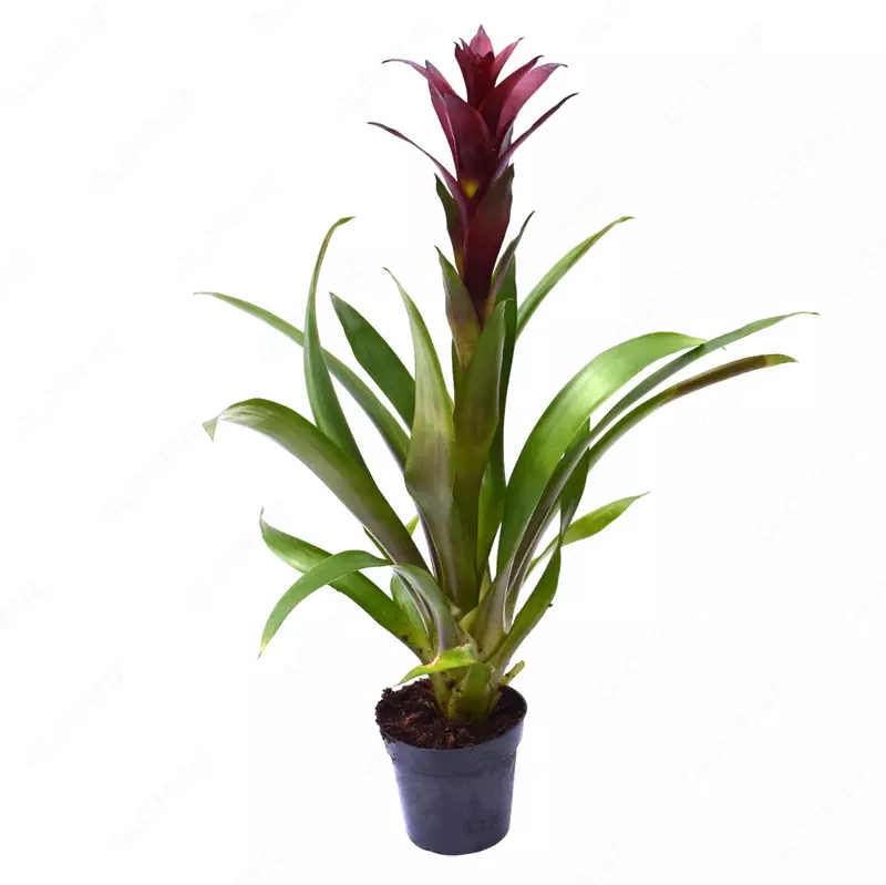 Гузмания Чик