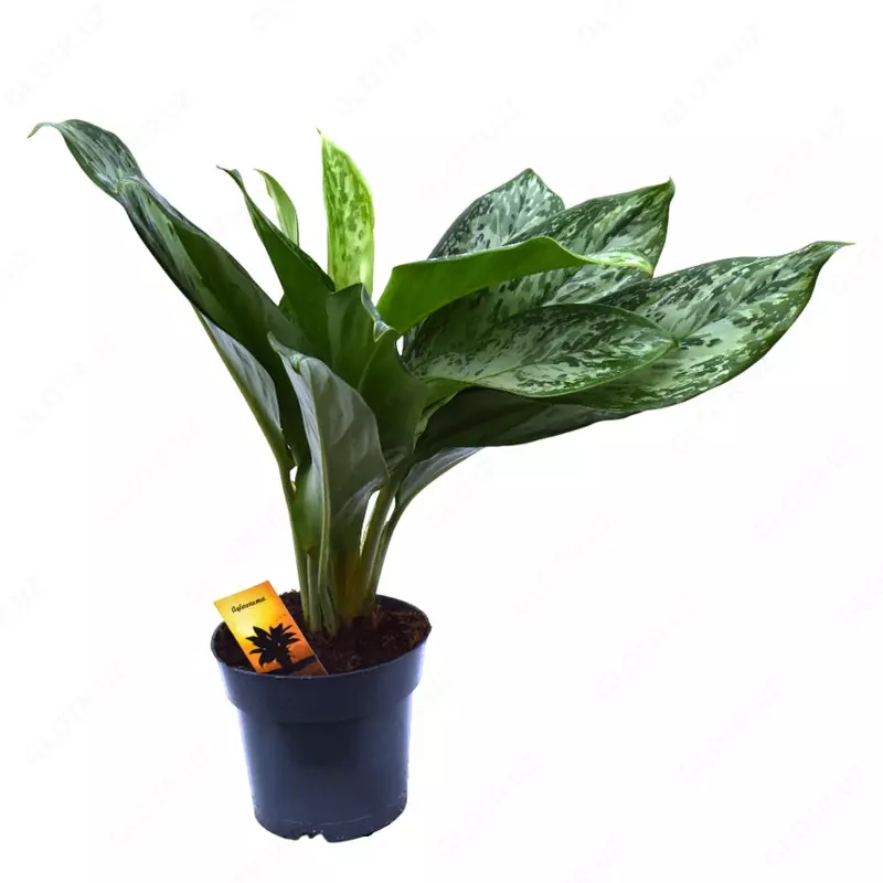 Аглаонема Гринлайт