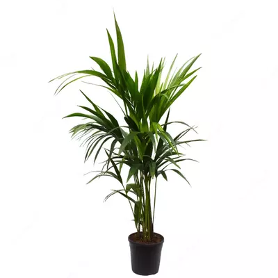 Пальма Форчуна Кентия