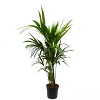 Пальма Форчуна Кентия