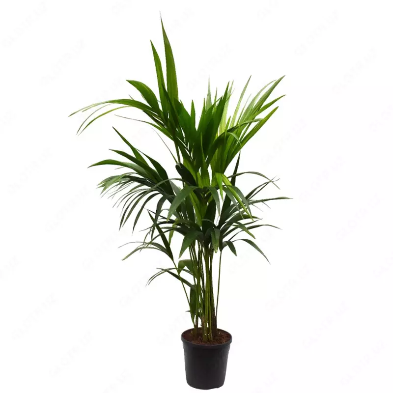 Пальма Форчуна Кентия