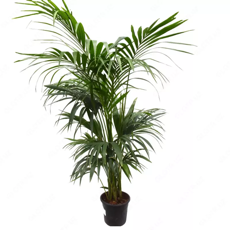 Пальма Форчуна Кентия