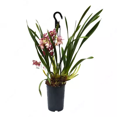 Цимбидиум Джем