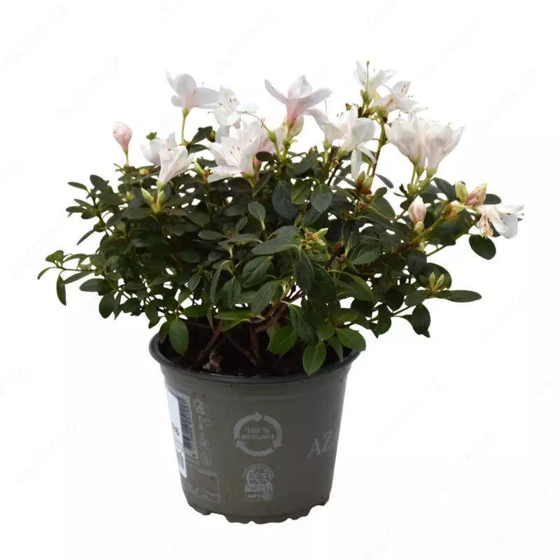 Rhododendron 'C. Vogel' Mix