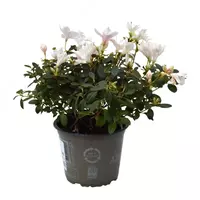 Rhododendron 'C. Vogel' Mix