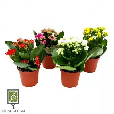 Каланхое Блоссфельда - 77 000 сум / шт