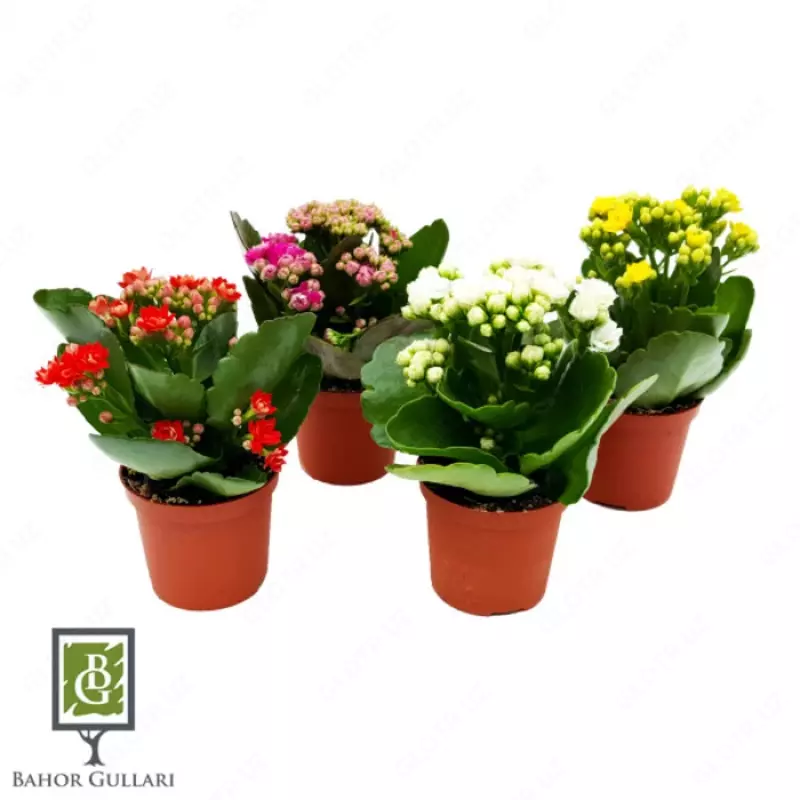 Каланхое Блоссфельда - 77 000 сум