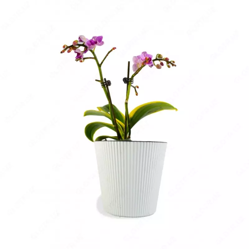 Орхидея Микс