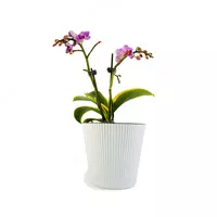 Орхидея Микс