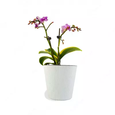 Орхидея Микс
