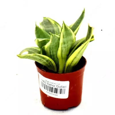 Sansevieria Dwarf Mix