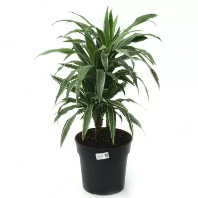 Драцена Фрагранс Варнеки