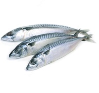 Скумбрия свежемороженая