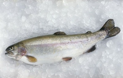 Форель свежая больше 2-х кг