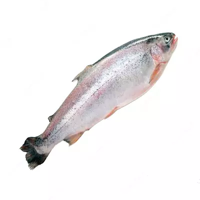 Форель охлажденная