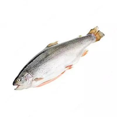 Sovutilgan forel