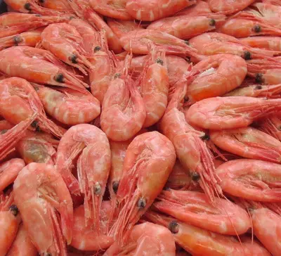 Qirollik qisqichbaqalar 41 / 50 VICI