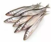 Yangi muzlatilgan kapelin