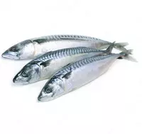 Yangi muzlatilgan makkel 300-400g