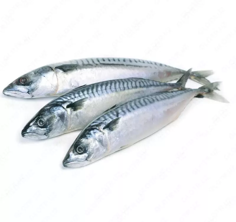 Yangi muzlatilgan makkel 300-400g