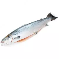 Qizil ikra yangi muzlatilgan tana go'shti (gutted)