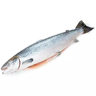 Сёмга тушка свежемороженая (потрошенная)