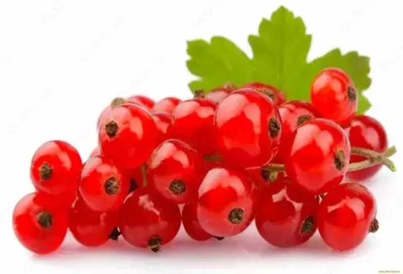 Красная смородина