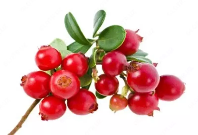 Lingonberries