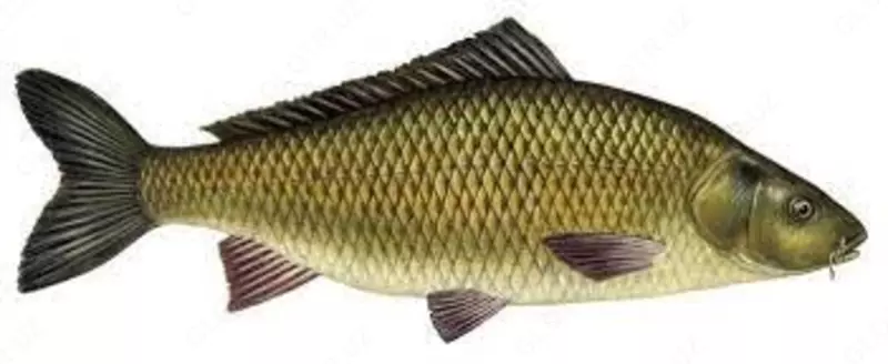 Живой сазан