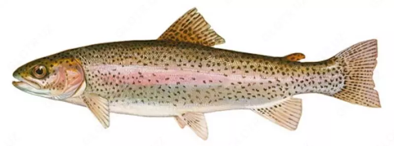 Форель до 2кг