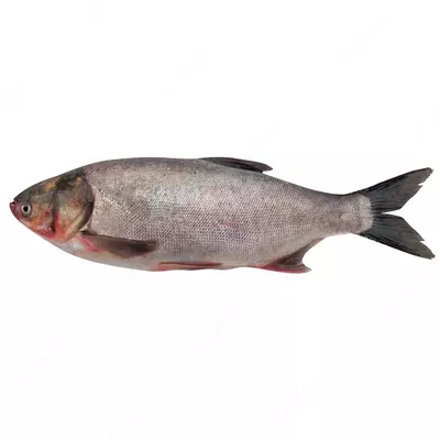 Толстолобик