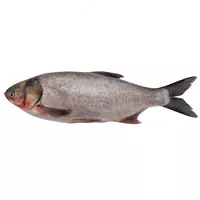 Толстолобик