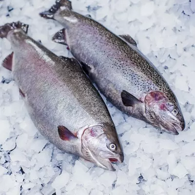 Sovutilgan forel