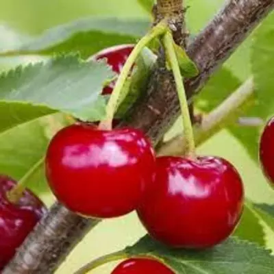 Шпанка Замороженные ягоды