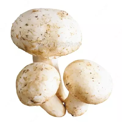 Шампиньоны целые