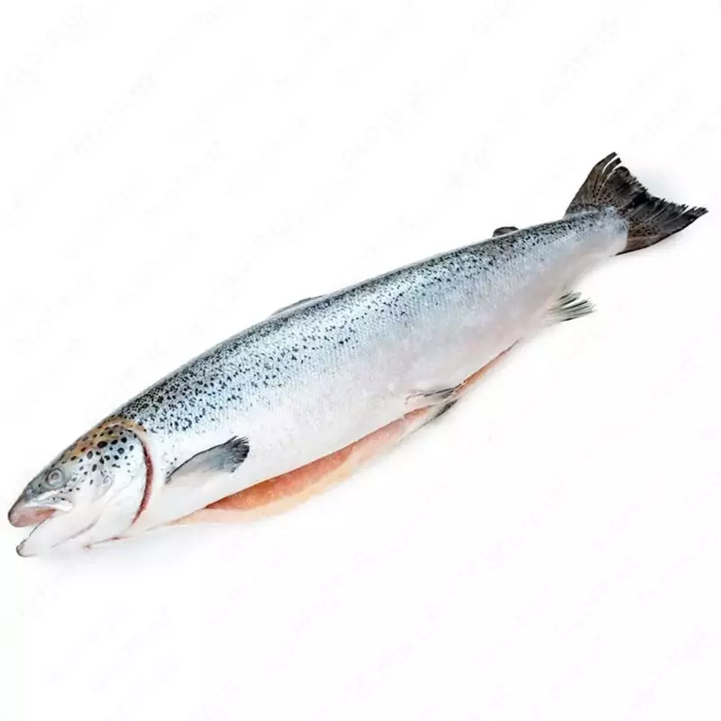 Qizil ikra yangi muzlatilgan tana go'shti (gutted)