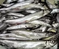 Yangi muzlatilgan kapelin - 90 000 so'm