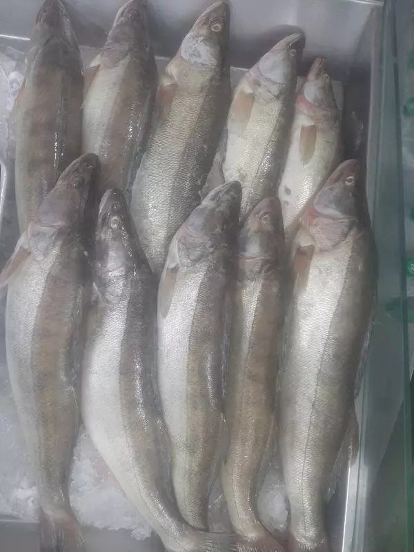  Судак тушка - 