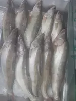  Судак тушка - 