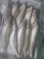   Судак тушка