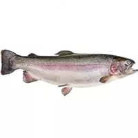 Форель живая с икрой