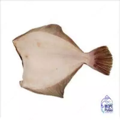 Камбала - 60 000 сум / кг.