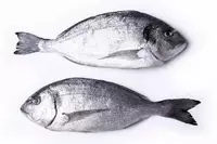 Дорадо свежемороженая 400 - 600г - 160 000 сум